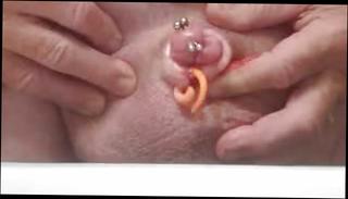 Video 328666001: penis piercing, gay piercing, pierced man